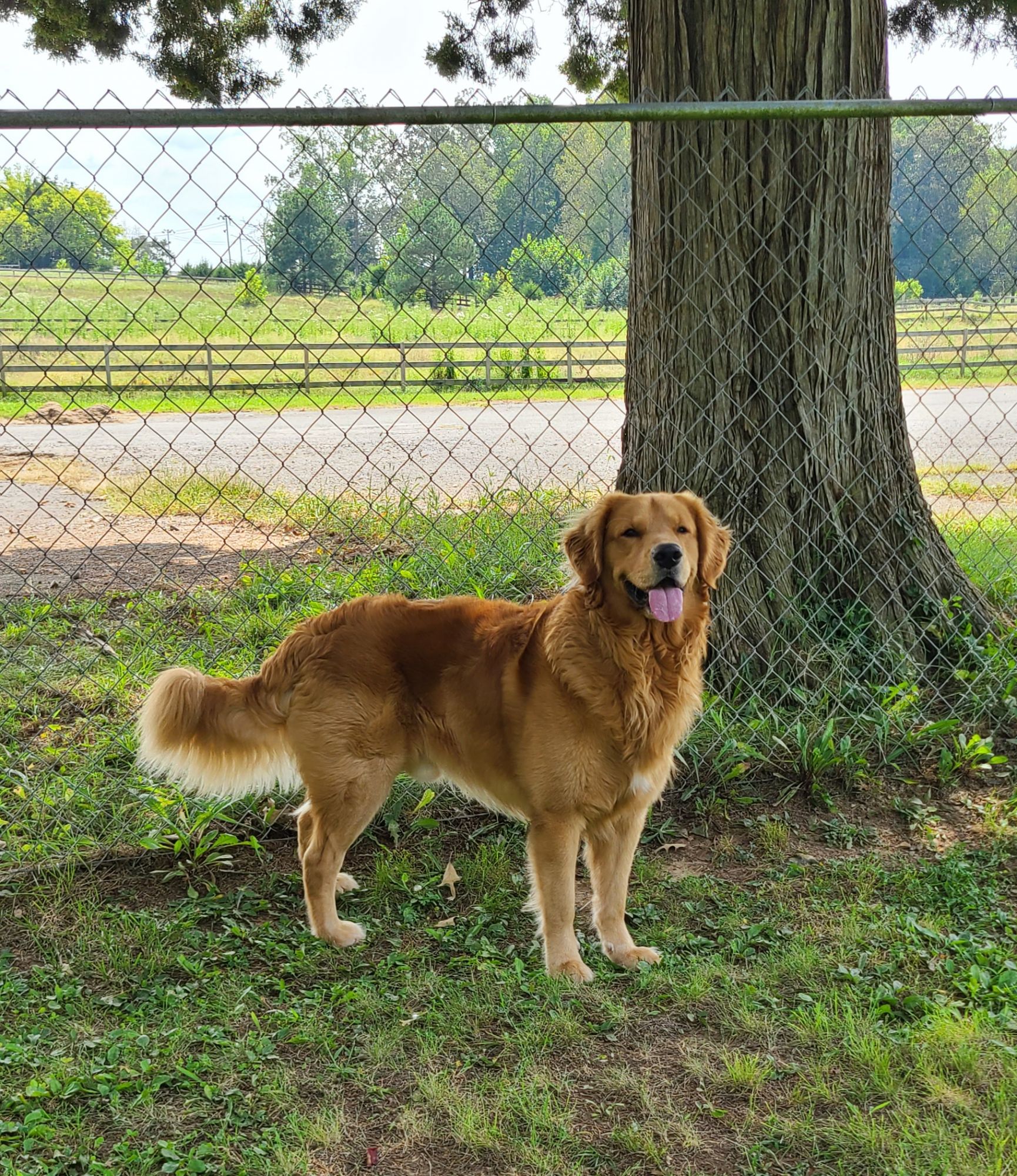 FC-Kennels-Bruce10.jpg