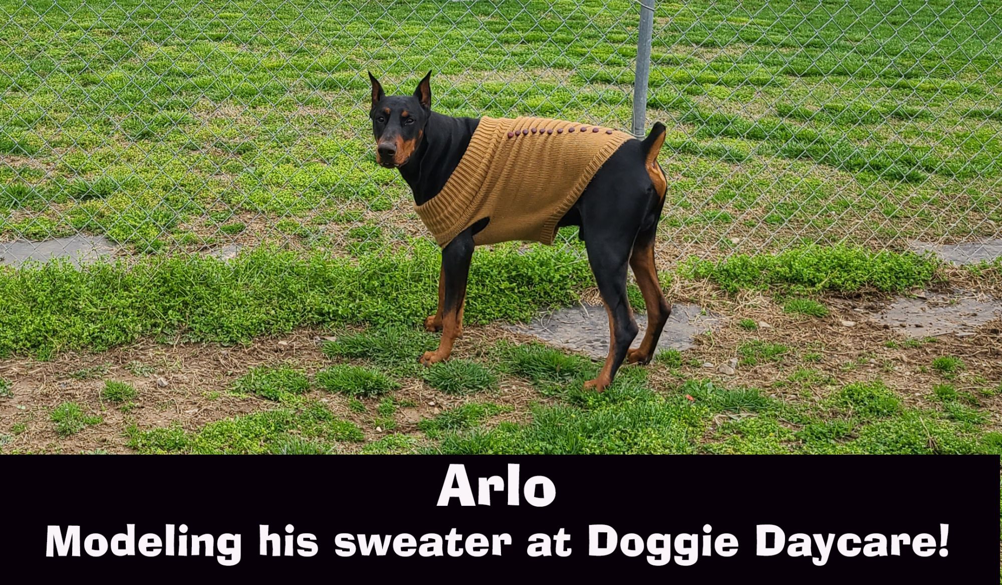 FC-DD-Arlo.jpg